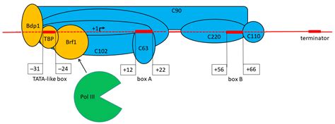 Tata Box Dna Replication