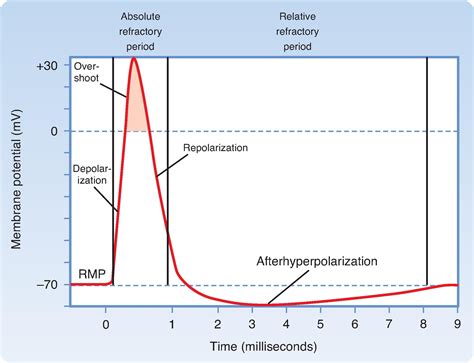 Generation and Conduction of Action Potentials - Clinical Tree