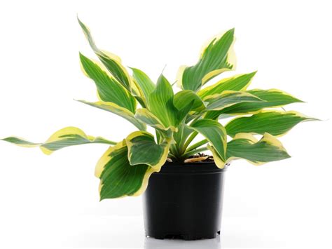 Growing Hostas In Containers | Gardening Know How