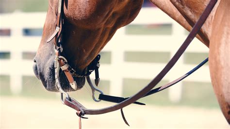 What Are Reins on a Horse: The Essentials Every Owner Needs? – Petzooli