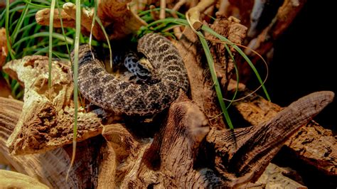 Snake Bite Cases Surge in Kolhapur: Prevention and First Aid Tips You ...