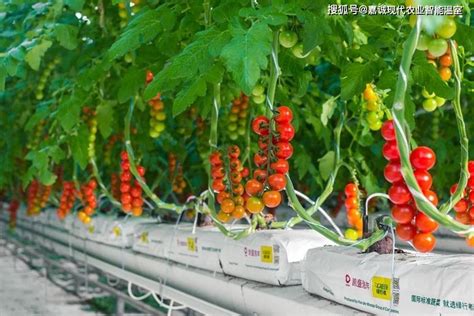 北京绿控基地蔬菜直送居民家中 销售量系平时5倍|买菜_新浪新闻