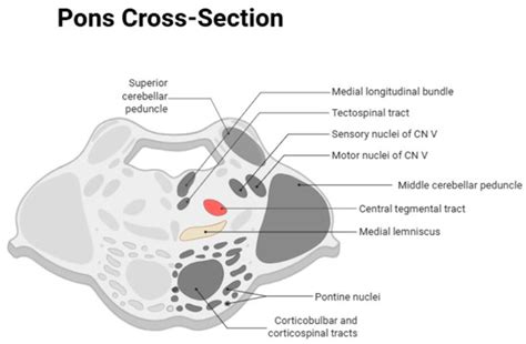 Added Value of Thin-Section Coronal DWI for Lesion Visualization in ...