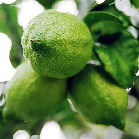 OXY GREEN PLANT® Gandharaj lemon plant,Nimbu, Lime, Lebu, Limon Air ...