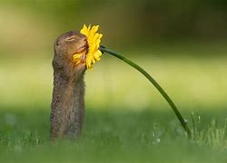 Image result for Animals Smelling Flowers