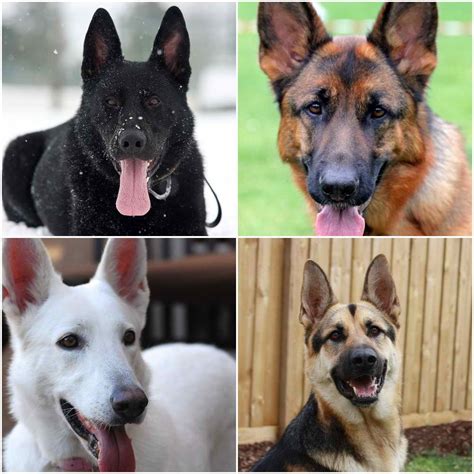 German Shepherd Colors | PETSIDI