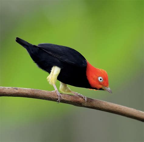 Red capped Manakin in Costa Rica