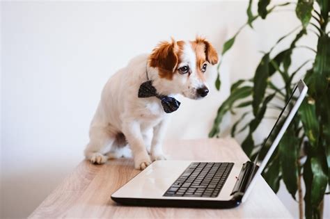 Dog sitting on table | Premium Photo