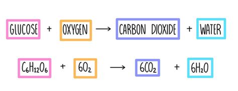 Science- Respiration in organisms (humans) Flashcards | Quizlet