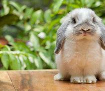 Image result for Holland Lop Bunnies Black and White Female