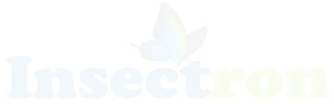 Shopping Cart - Insectron - India's Best Web Design Agency