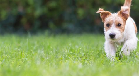 Third party liability cover (Dogs only) | petGuard