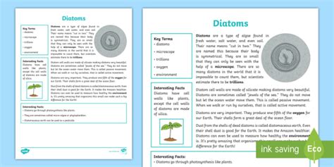 Fifth Grade Diatoms Fact File