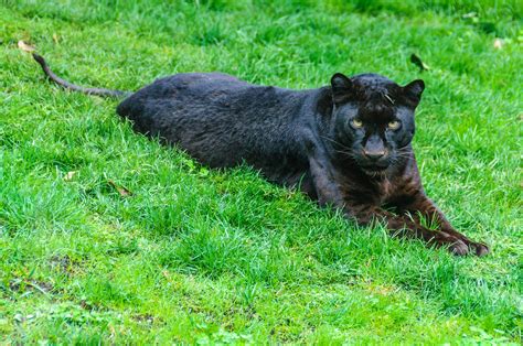 Pantera negra - Características, hábitat y alimentación