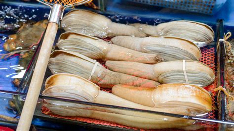 Image result for Geoduck Digging