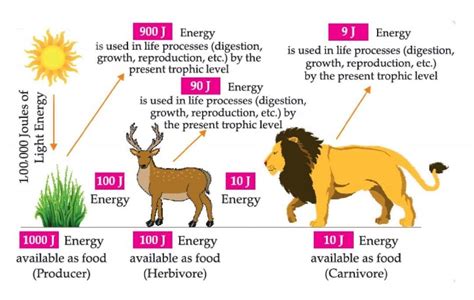 What is the ratio of the amount of energy absorbed by the primary ...