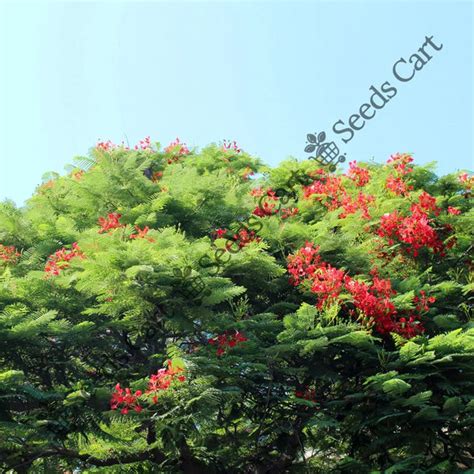 Buy Tree Seeds Online India — ISF Certified | SeedsCart