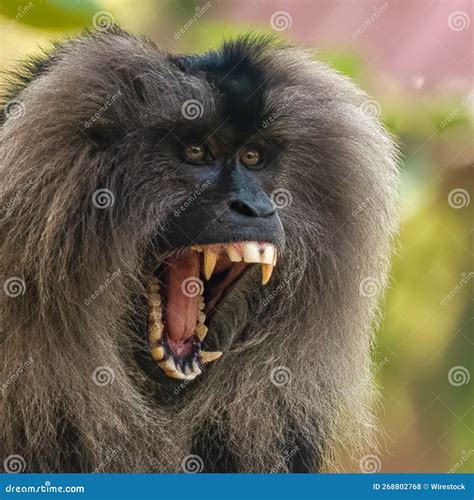 Close-up Shot of a Lion Head Monkey Screaming Stock Photo - Image of ...