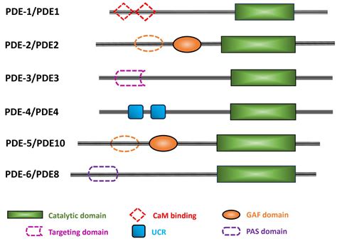 Roles of Cyclic Nucleotide Phosphodiesterases in Signal Transduction ...