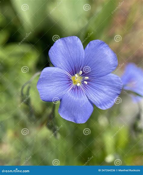 Flax, linum perenne stock photo. Image of flax, blue - 247264236