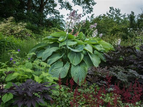 Funkie 'Empress Wu' - Schönstes Stauden-Sortiment & Expertenwissen