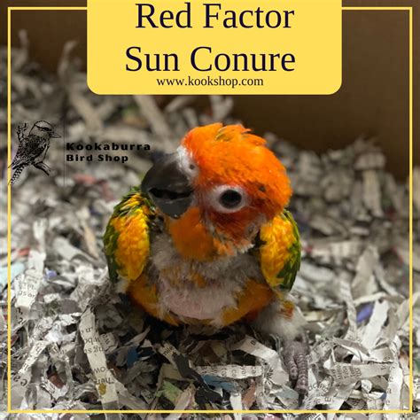 Image result for Red Factor Conure