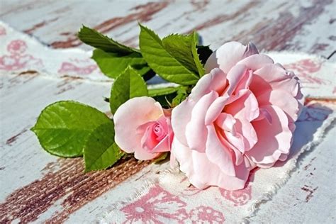 Image result for Free Printable Thread Catcher Pattern