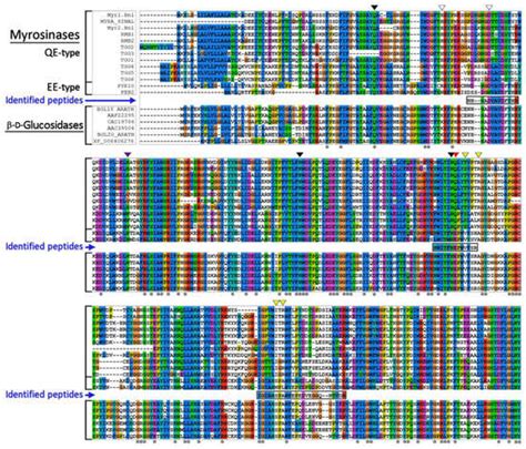 Sulphoraphane Affinity-Based Chromatography for the Purification of ...