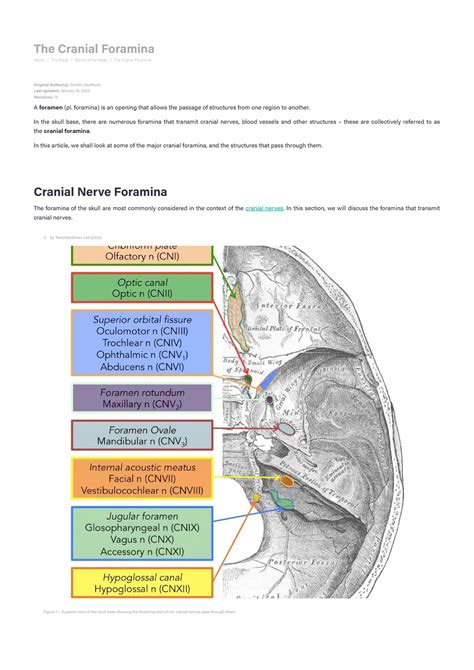 Cranial Foramina - Foramen Ovale - Skull - Teach Me Anatomy - The Cranial Foramina Home / The ...