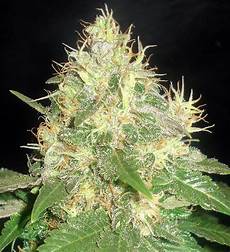 Northern Light Blue Auto Seed Reviews Delicious Seeds Marijuana Guides