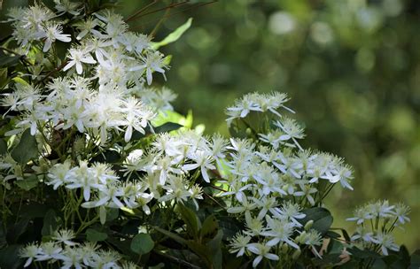 Is Clematis a Perennial or Annual? - A-Z Animals