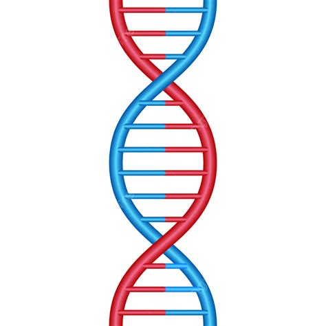 Dna Drawing Png