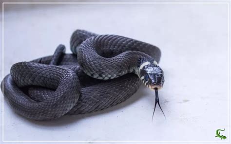 Image result for Python Hissing