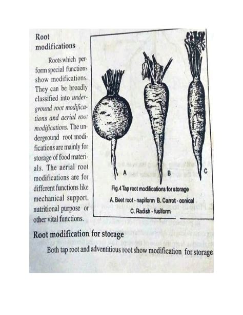 Image result for Tap Root Modifications