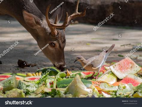 Whitetail Deer Eating Fruits Wildlife Stock Photo 1706874634 | Shutterstock