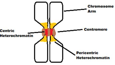 Difference Between Centromere and Kinetochore | Definition, Structure ...