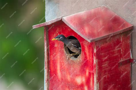 Premium Photo | Bird in the wooden box nest common myna nest in the box at homemade nest box