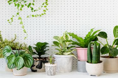10 Indoor Plants that help to Reduce Stress – Ugaoo