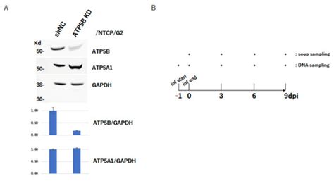 ATP5B Is an Essential Factor for Hepatitis B Virus Entry
