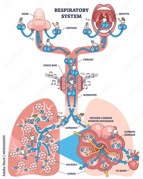 Image result for Respiratory System Breathing Process