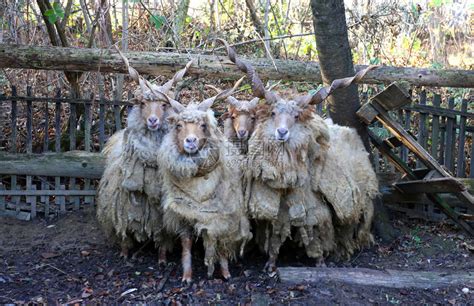 一群正宗的匈牙利羊品种名称是racka高清图片下载-正版图片507240351-摄图网