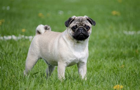 Pug Dogs: History, Traits, and Care Tips