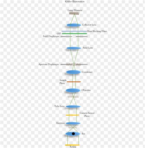 Image result for Microscope Alignment