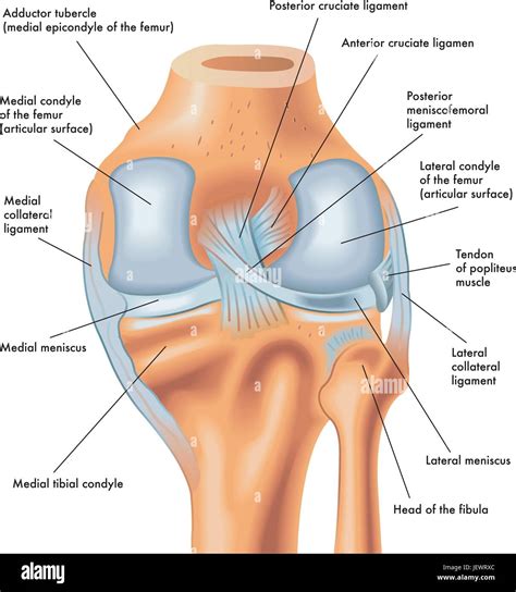 Adductor Tubercle Of Femur