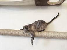 amaca per gatti percorsi per gatti con tanto di lettini e tiragraffi amaca per gatti percorsi per gatti con tanto di lettini e tiragraffi