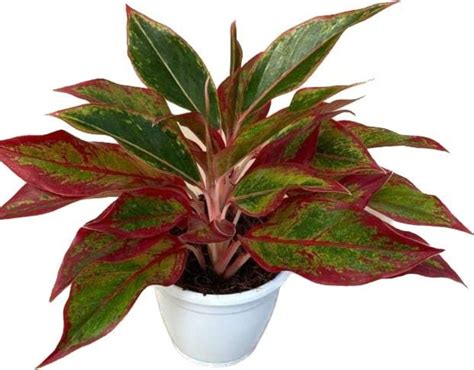 GOOD HOMES INDIA Aglaonema Plant | Aglaonema Plants Red Natural Live ...