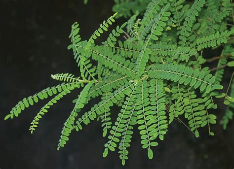 Threatened Plants of Brisbane - Land for Wildlife