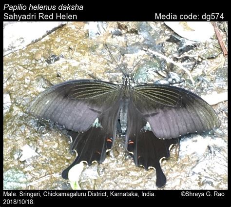 Papilio helenus | Butterfly