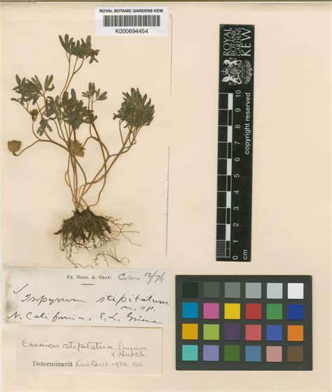 Enemion Raf. | Plants of the World Online | Kew Science