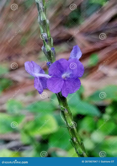 Small Purple Flowers of Weeds Stock Image - Image of grass, flower ...